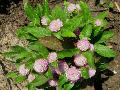 Globe Amaranth / Gomphrena globosa